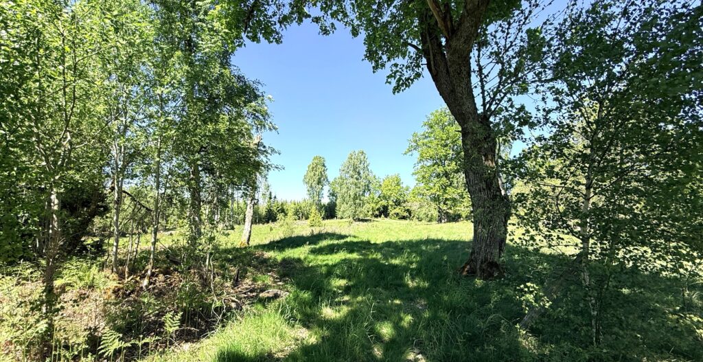 Skogsglänta