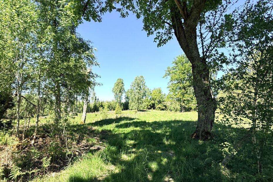 Skogsglänta