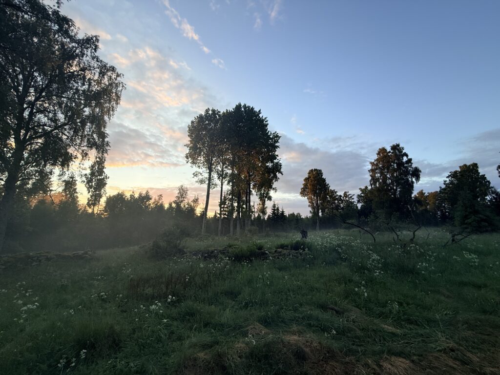 Skogsglänta i Småland i kvällsljus